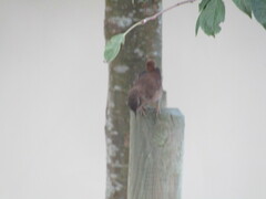 Troglodytes troglodytes