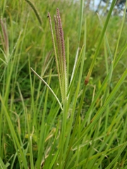 Eleusininae