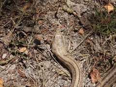Zamenis scalaris