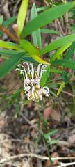 Grevillea linearifolia
