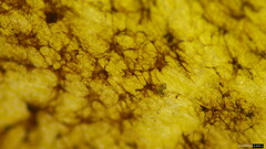 Phylloporus