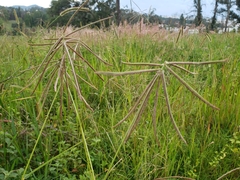 Eleusininae