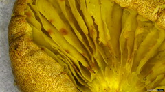 Phylloporus