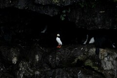 Fratercula corniculata