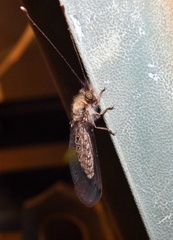 Ululodes macleayanus