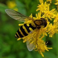 Syrphus