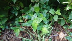 Tradescantia fluminensis