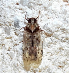 Melanoliarus aridus