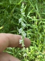 Spiranthes lacera gracilis