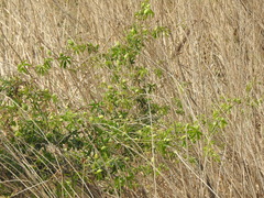 Passiflora caerulea