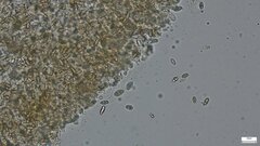 Phylloporus