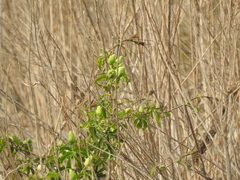 Passiflora caerulea
