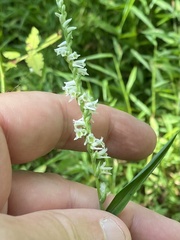 Spiranthes lacera gracilis