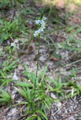 Spiranthes lacera gracilis