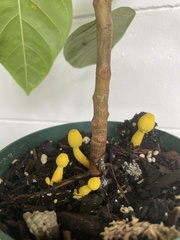 Leucocoprinus birnbaumii image