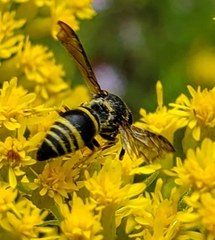 Euodynerus foraminatus