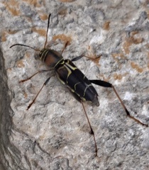 Neoclytus mucronatus