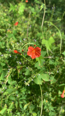 Ipomoea hederifolia