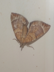 Eulithis testata