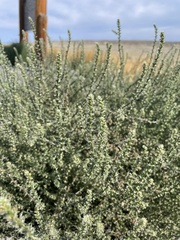Salsola