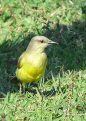 Machetornis rixosa