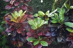 Codiaeum variegatum