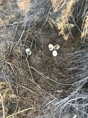 Callipepla californica