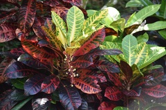 Codiaeum variegatum