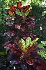 Codiaeum variegatum