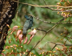 Thraupis sayaca
