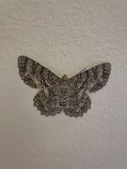 Epimecis