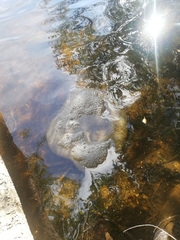 Pectinatella magnifica