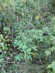 Spiraea alba