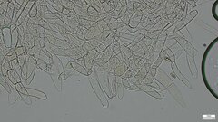 Phylloporus