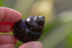 Cipangopaludina chinensis