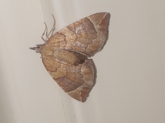 Eulithis testata