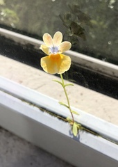 Viola