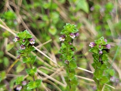 Euphrasia randii