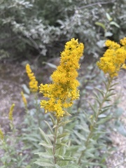Solidago lepida
