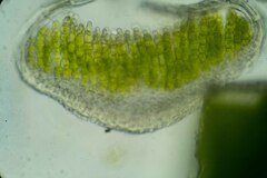 Polytrichum strictum