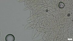 Phylloporus