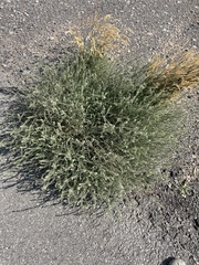 Salsola