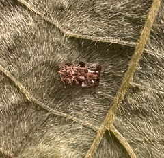 Tingidae
