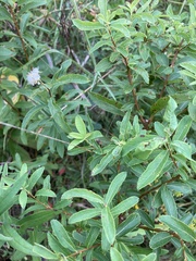 Spiraea alba