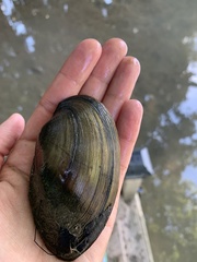 Pyganodon grandis