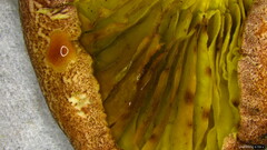 Phylloporus