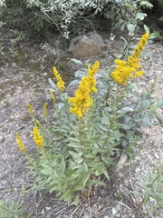 Solidago lepida