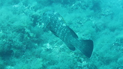Epinephelus marginatus