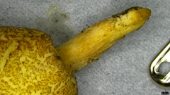 Phylloporus