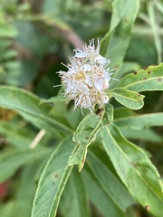 Spiraea alba